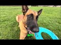 Dog Tricks That Will Blow Your Mind! Watch Now!