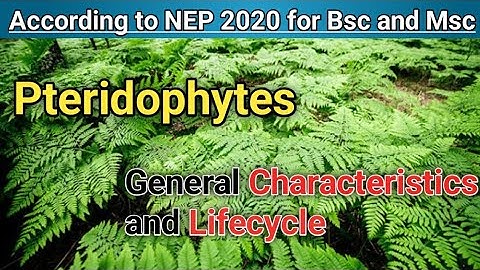 Pteridophytes part -1 !! General characteristics and Lifecycle!! NEP 2020!! for Bsc and Msc students