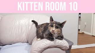 Kitten Room 10: Night 03  #KITTENWATCH