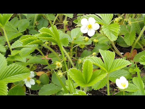 ЛЕСНАЯ ЗЕМЛЯНИКА🍓🌿Лечебные свойства.Целебный чай из листьев земляники.