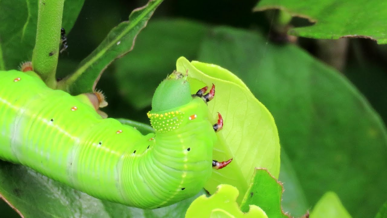 ハマユウの葉を内側から食べ荒らすハマオモトヨトウ ヒガンバナ科の害虫 Youtube