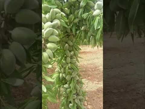 مراحل تكون اللوز 