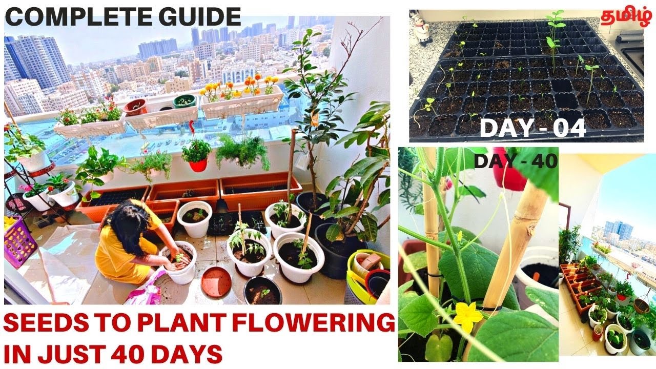 Vegetable garden in a balcony Seeds starting guide Step by step