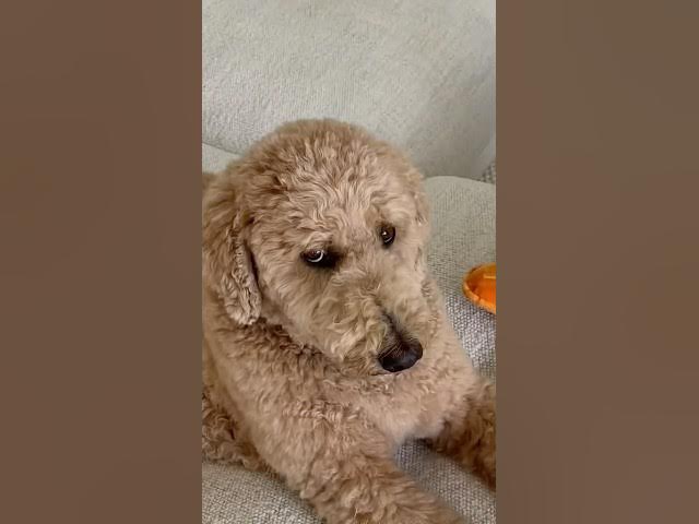 My money = Oliver’s money #dogs #dogcomedy