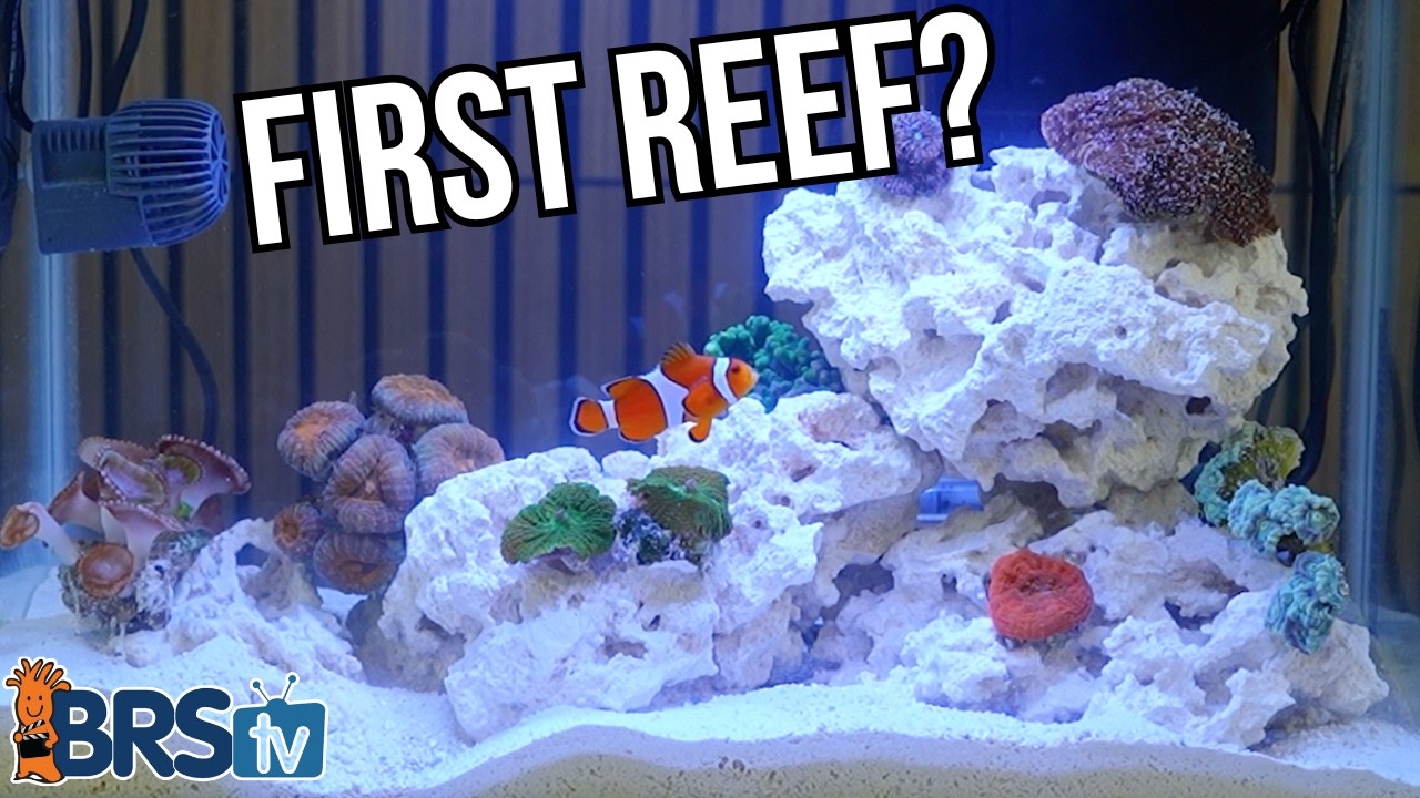 Saltwater Aquariums Made Easy! - YouTube