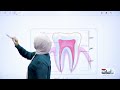 المحاضرة الثانية  شرح الفصل الثاني  الجهاز الهيكلي  الاحياء الثالث المتوسط دفعة      حالتي