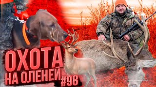 №98 Загонная охота с белорусскими гончими. Добыл ТРИ оленя | Corral hunting for deer and elk