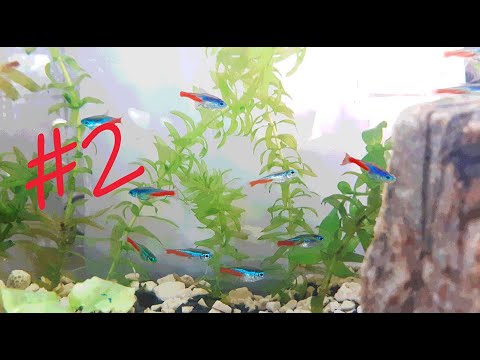 Il mio primo acquario aggiornamento 2 - YouTube