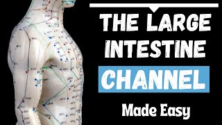 The Large Intestine Meridian