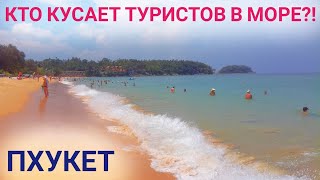 Кто кусает туристов в море на Пхукете?