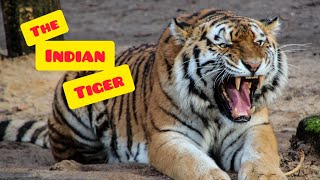the great indian tiger 🐅 #tiger #indian #100 by Cute animals world 1 view 1 year ago 4 minutes, 22 seconds