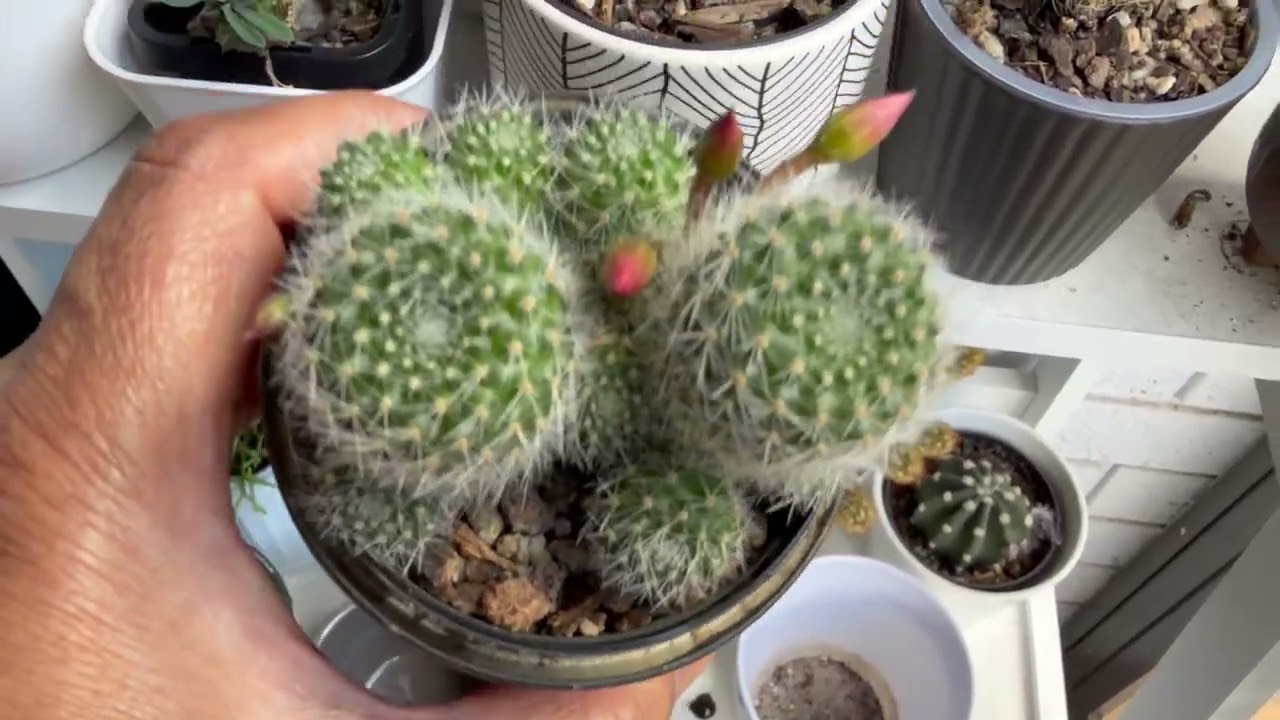 Goodbye to the violas, rebutia report and bonus holiday pics