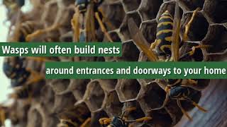 What Are Wasps