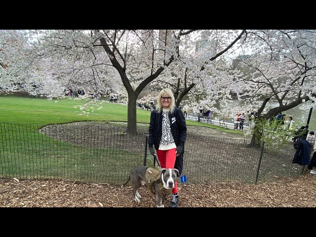 Park Avenue Cherry Blossoms - Katie's Bliss