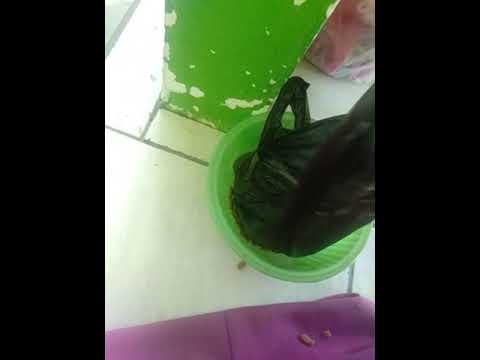 Kucing kuning penjaga kos kelaparan - YouTube