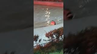 Liniste Ireala, Milano 2020 Corona Virus