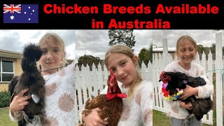 Chicken Breeds Available In Australia