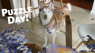 National Puzzle Day with Laika the Husky!