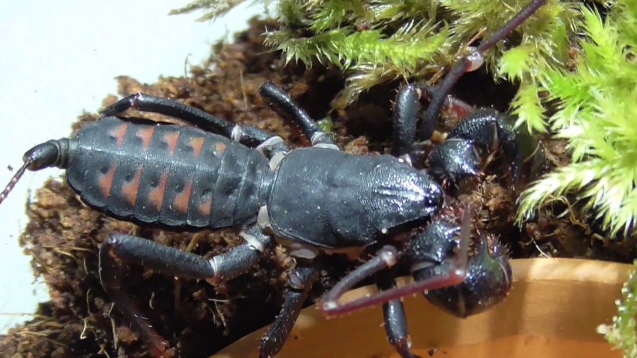 Java Scorpion WHIP SCORPION / TYPOPELTIS SPEC. JAVA IS MOVING / GEIßELSKORPION AUF ...