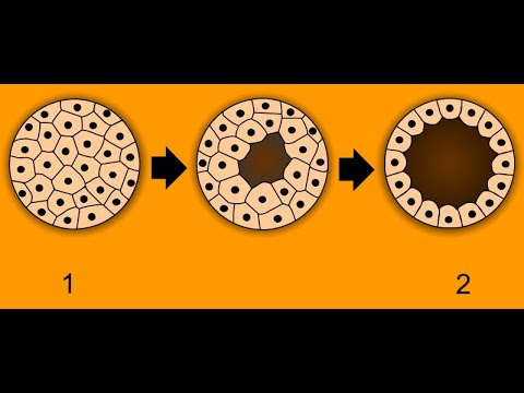 Video: ¿De cuántas células es la mórula humana?