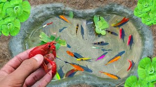 Find colorful ornamental fish, koi fish, goldfish, catfish, snakehead fish, betta fish, lobsters