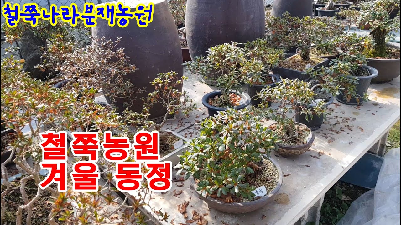 24년1월30일 철쭉 겨울나기 동정