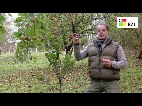 Video: Wie Man Bäume Im Frühjahr Beschneidet