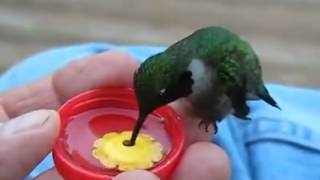 Colibri tomando agua