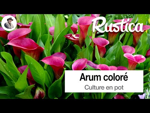 Vidéo: Calla (50 Photos) : Faire Pousser Une Fleur D'intérieur En Pot. Description Des Espèces De Zantedeschia, Variétés Rouges Et Violettes