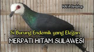 MERPATI HITAM SULAWESI
