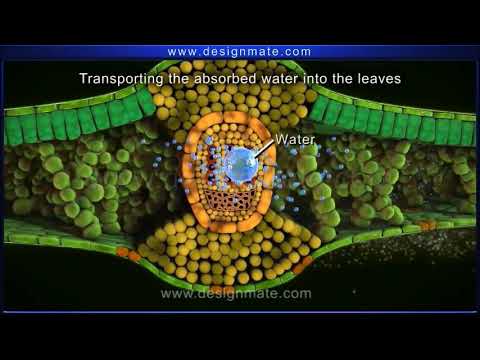 فيديو: لماذا تقوم نباتات الطحالب وبعض البكتيريا بعملية التمثيل الضوئي؟