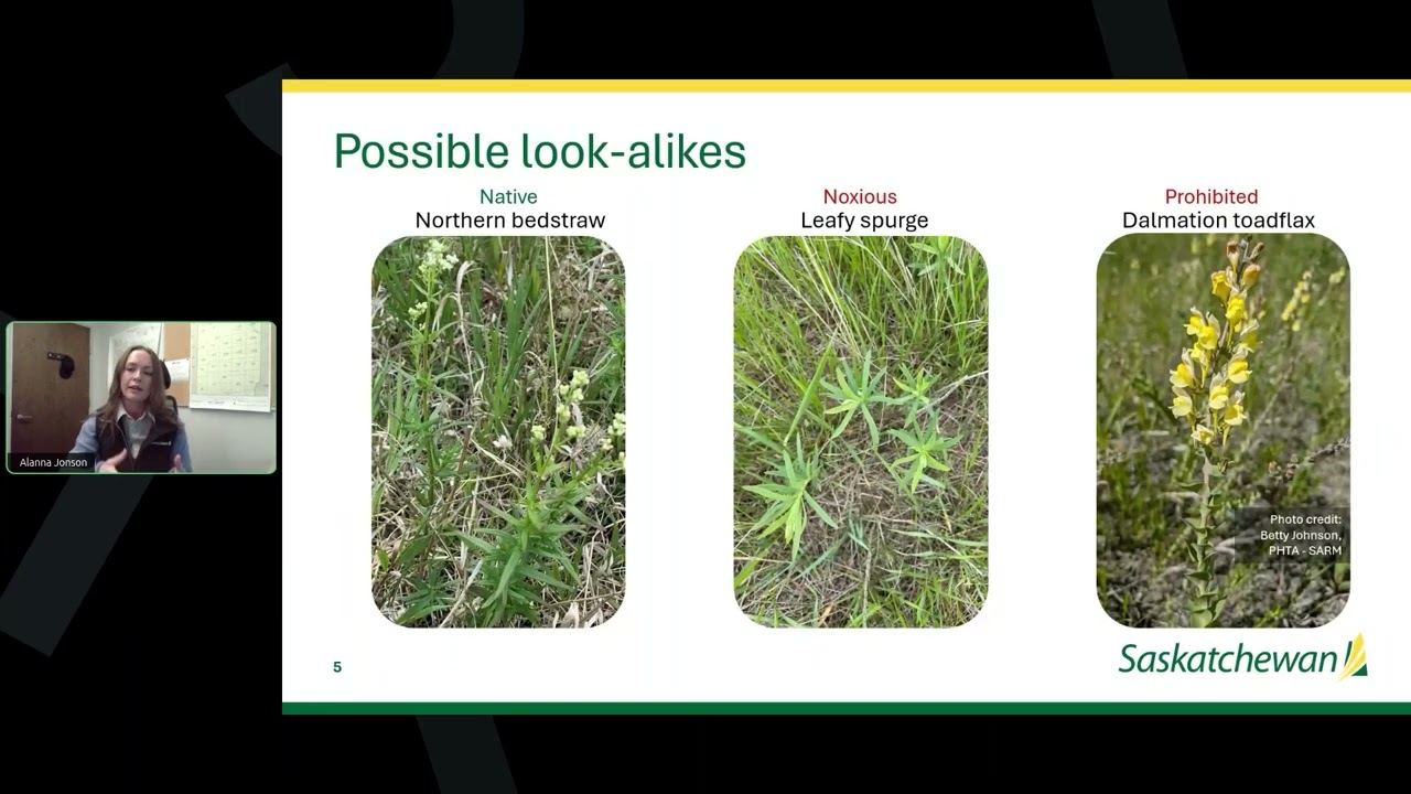 Weed Management Webinar Series: Yellow Toadflax