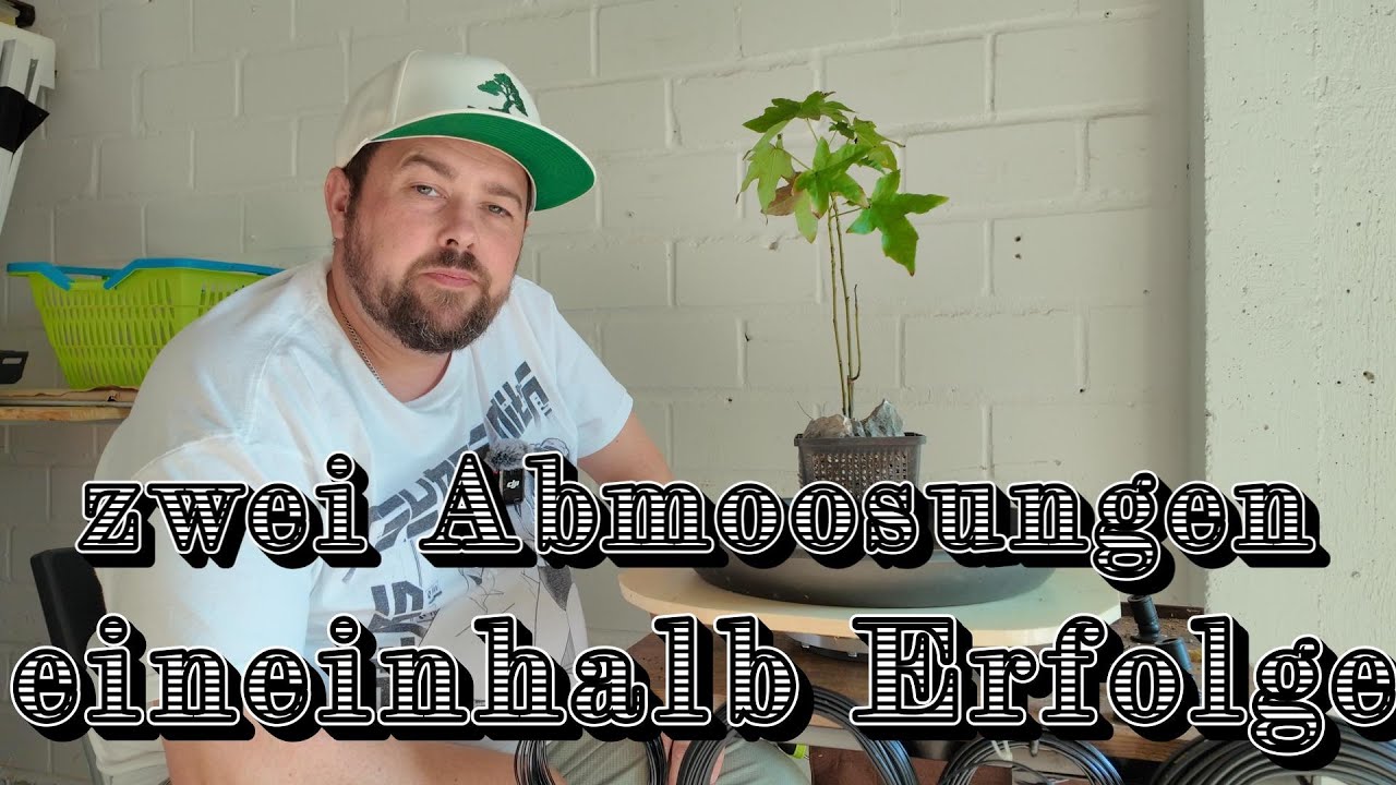 Ist eine Amberbaum/Liquidambar Abmoosung möglich?  Bonsai 10/2025