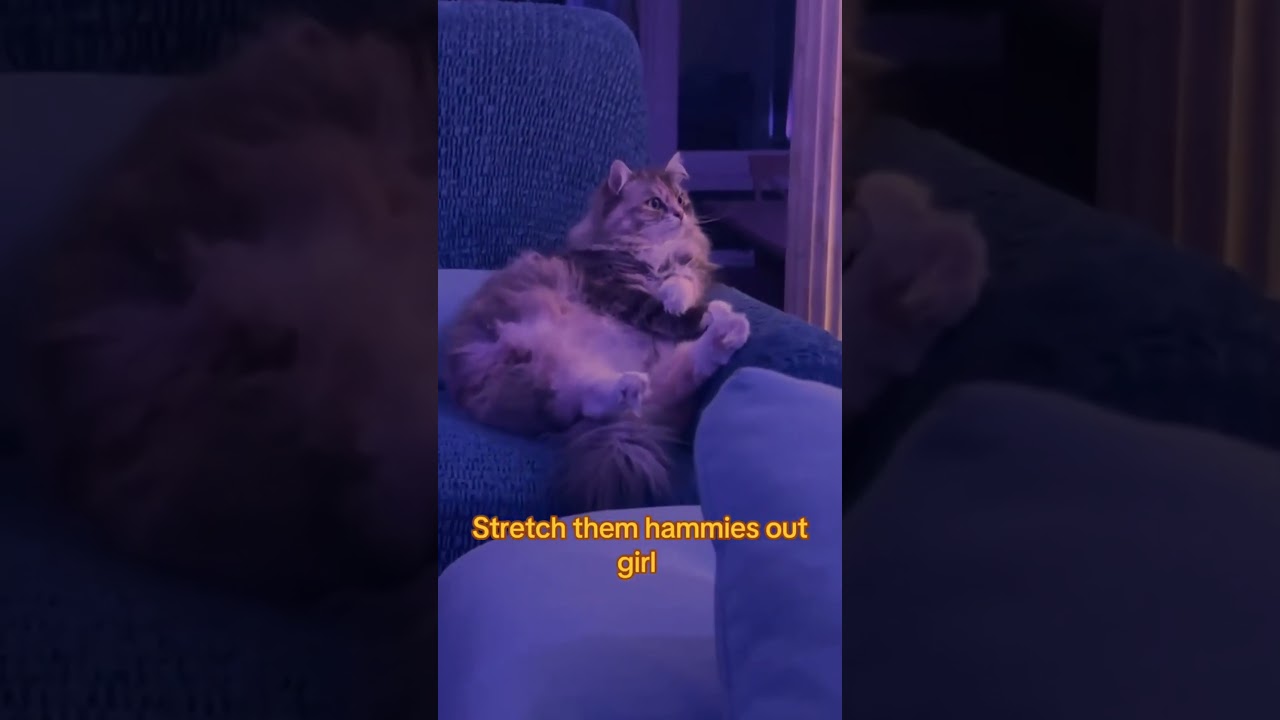 Cats choose chaos over comfort 😂 