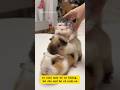 Ai nuôi không tui cho một bé về nuôi nè, siêu siêu dễ thương nha. #trendingshorts #viralvideo