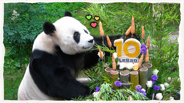 (SUB) Happy Panda After Receiving A Bamboo Carrot Cake │ Panda Family🐼