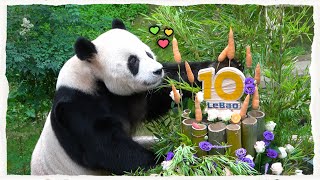 (SUB) Happy Panda After Receiving A Bamboo Carrot Cake │ Panda Family