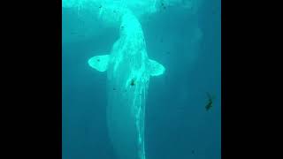Beluga Whales Swimming