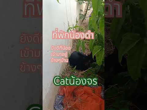 ที่พักน้องดำ#สัตว์โลกน่ารัก #cat #youtubeshorts