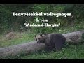 Fenyvesekkel vadregényes 9.rész:"Madarasi-Hargita"