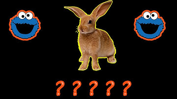 Rabbit sound variations #soundvariations #sound #rabbit