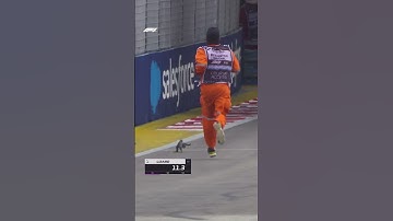 Thumbnail of The Fastest Lizard In The World! 😂🦎
