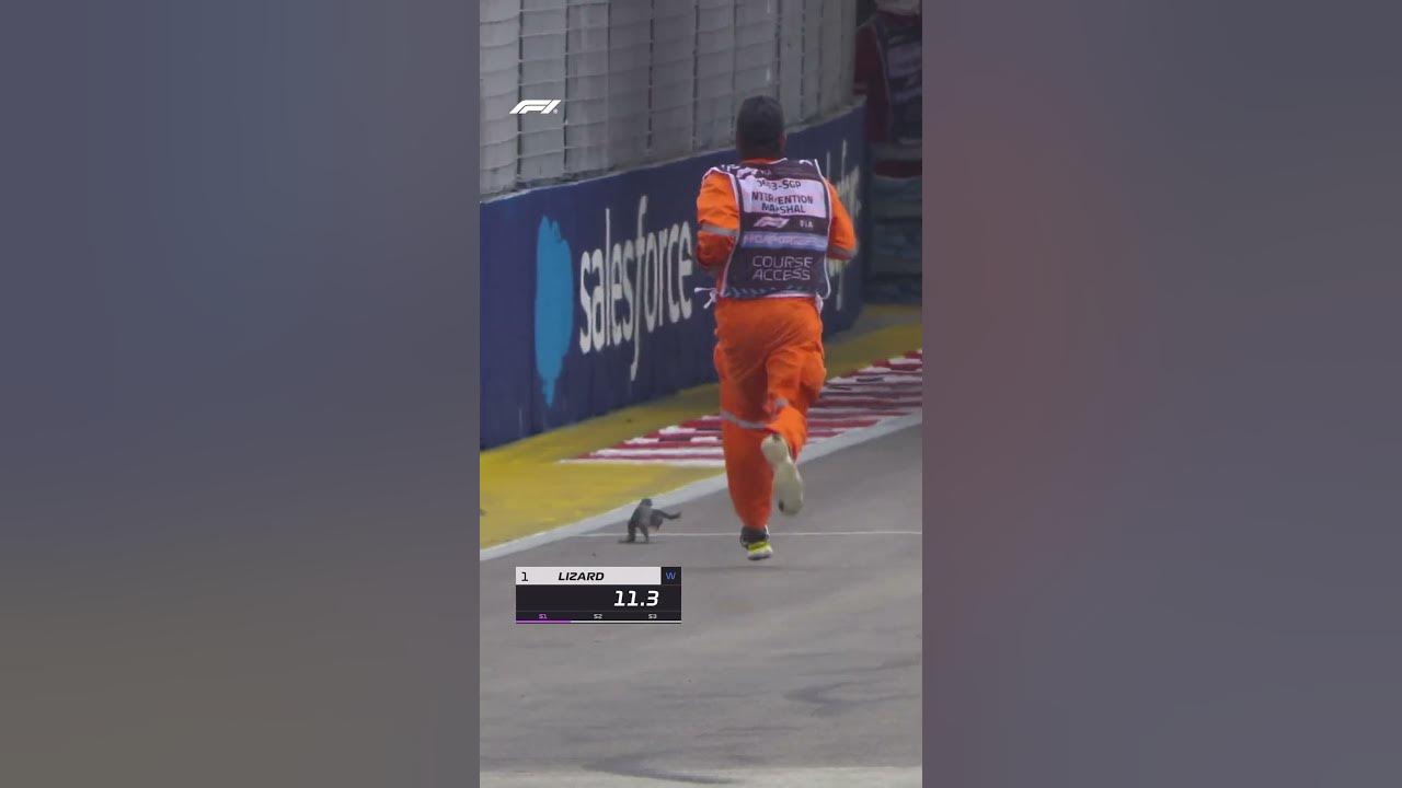 The Fastest Lizard In The World! 😂🦎