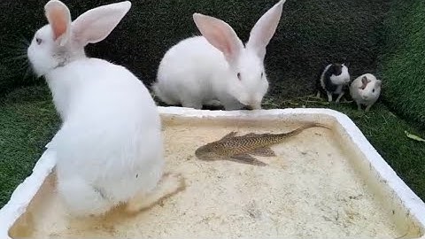 Ồ! Nhận cá nước ngọt con cá thật, cá lau kiếng, cá rô, cá trê, rùa, cua , con thỏ, con chuột