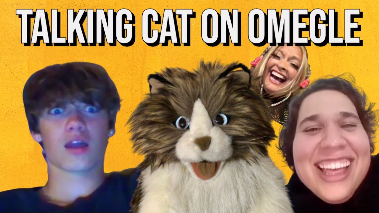 Talking Cat Surprises People On Omegle Youtube 