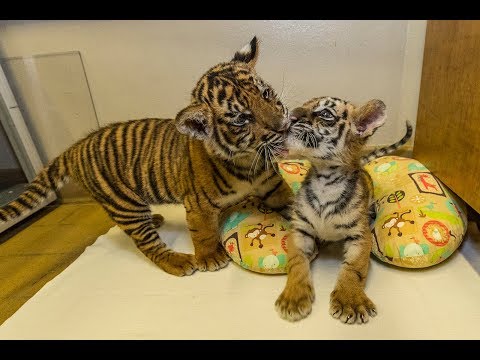 Special Cub Delivery