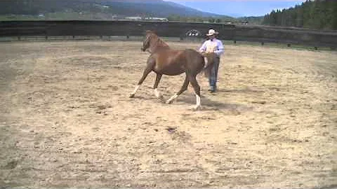 Colt Starting a Spoiled Horse