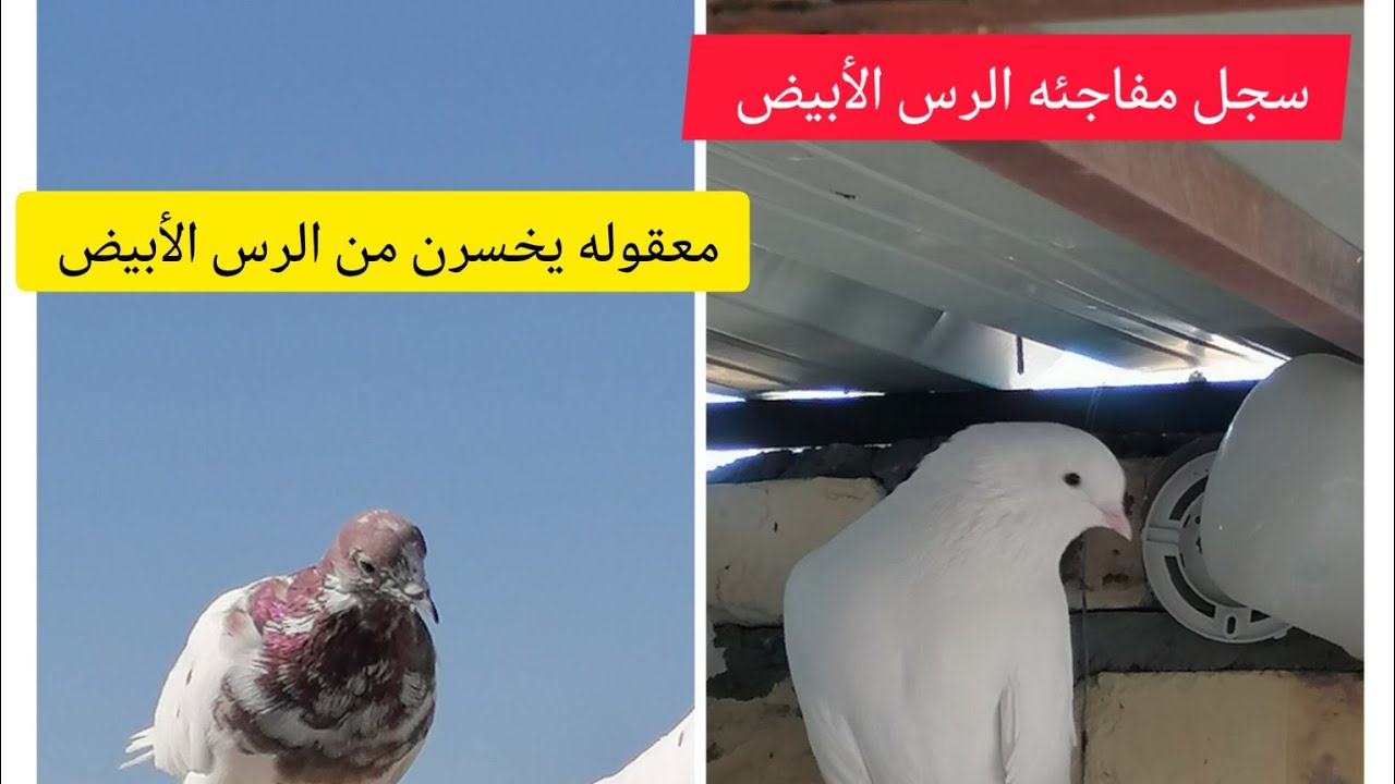 رس التار الأبيض يدخل المنافسه ضد الرس القديم شوف المفاجئه