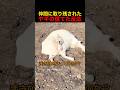 仲間に取り残されたヤギの慌てた反応