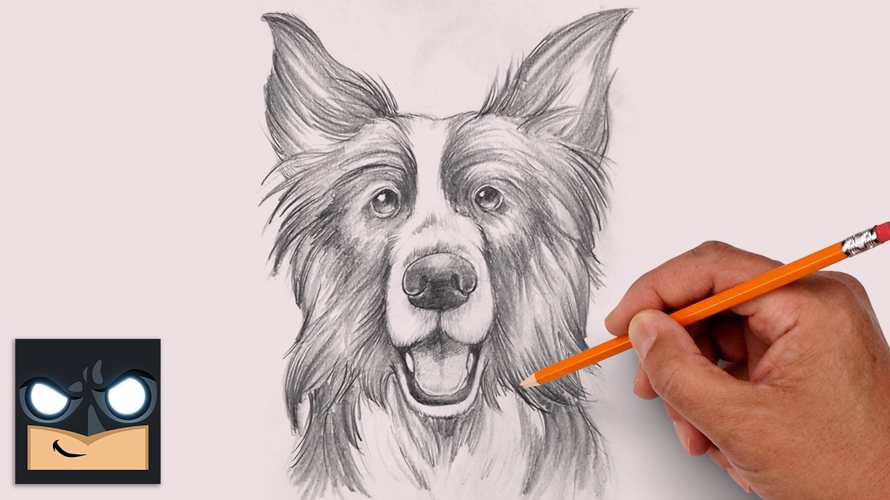 How to Draw a Dog | Border Collie Sketch